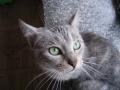 Whiskas - whiskasowa kotka szuka domu!