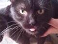 Promyk i Bonifacy - piękne czarne koty :)