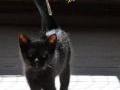czarny młodziutki kotek egzotyczny Pumba (odmiana legnicka)