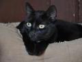 Młodziutka kotka czarna jak Smoła szuka domu !