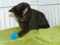 Mała czarna kotka Mambunia