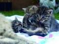 Małe kotki do adopcji