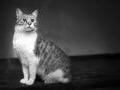 Jowisz - fascynujący kot niezależny, kompan idealny