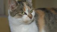 bezdomna młoda kotka szuka domu, adoptuj= uratuj życie