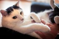 Kropek – koci przytulak pilnie szuka domu na zawsze!
