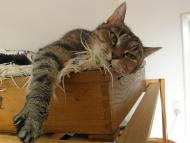 Piękna, duża kotka Ziucia szuka kochającego domu