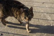 Cztery kotki szukają domów po śmierci opiekunki!