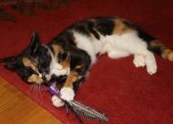 Lukrecja - największy słodziak wśród kotów :)