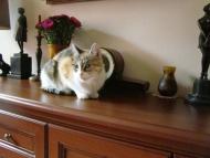 Finka, dorosła, przepiękna TRIKOLORKA wspaniała kotka szuka domu