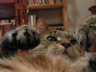 Piękna, duża kotka Ziucia szuka kochającego domu