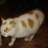 Piękny i miły Groszek - biały kot w rude łatki (podlaskie)