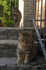 Cztery kotki szukają domów po śmierci opiekunki!