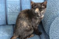 Klara- kociak o nietypowym umaszczeniu szuka domu