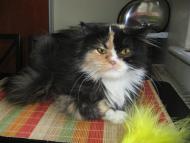 Strzępek - roczna perska kotka do adopcji.
