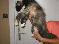 Strzępek - roczna perska kotka do adopcji.