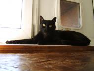Pinio, czarny za dnia i w nocy. Piękny Kot czeka.
