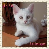 Młodziutka kotka BEZA szuka najlepszego domu
