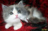 Kocięta perskie trójkolorowe, srebrno-biale, biszkoptowe, białe ze srebrnymi zaznaczeniami