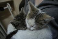Dwa kociaki (samiec i samiczka) szukają pilnie domu!