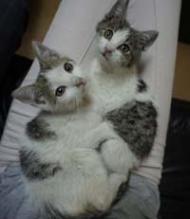Dwa kociaki (samiec i samiczka) szukają pilnie domu!