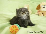 Frezja Pareno*PL - kotka brytyjska długowłosa czarna - rodowód WCF