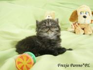 Frezja Pareno*PL - kotka brytyjska długowłosa czarna - rodowód WCF