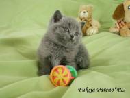 Fuksja Pareno*PL - kotka brytyjska krótkowłosa niebieska - rodowód WCF