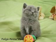Fuksja Pareno*PL - kotka brytyjska krótkowłosa niebieska - rodowód WCF