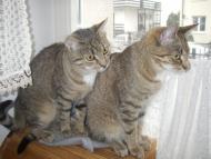Wesołe 9-miesięczne kocie panienki szukają wspólnego domu!