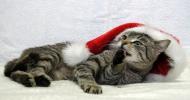 Konińskie Koty Świąteczne – podaruj dom pod choinkę i na całe życie!