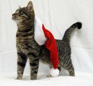 Konińskie Koty Świąteczne – podaruj dom pod choinkę i na całe życie!