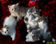 Kocięta perskie trójkolorowe, srebrno-biale, biszkoptowe, białe ze srebrnymi zaznaczeniami